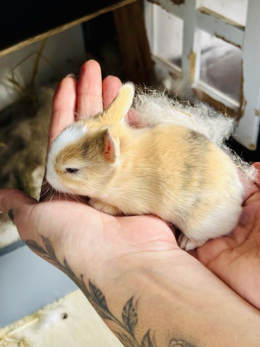 Coelhos anoes miniatura