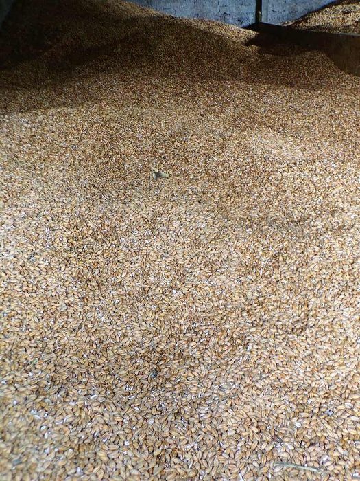 Zboże - pszenżyto, pszenica