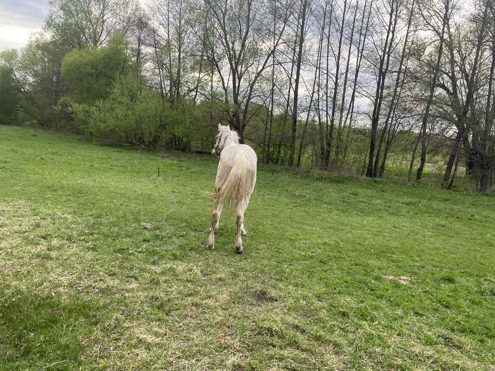 Кінь, кобила, лошадь. 2 роки, помість.