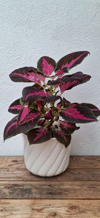 Cóleu/Urtiga pintada (Coleus scutellarioides)