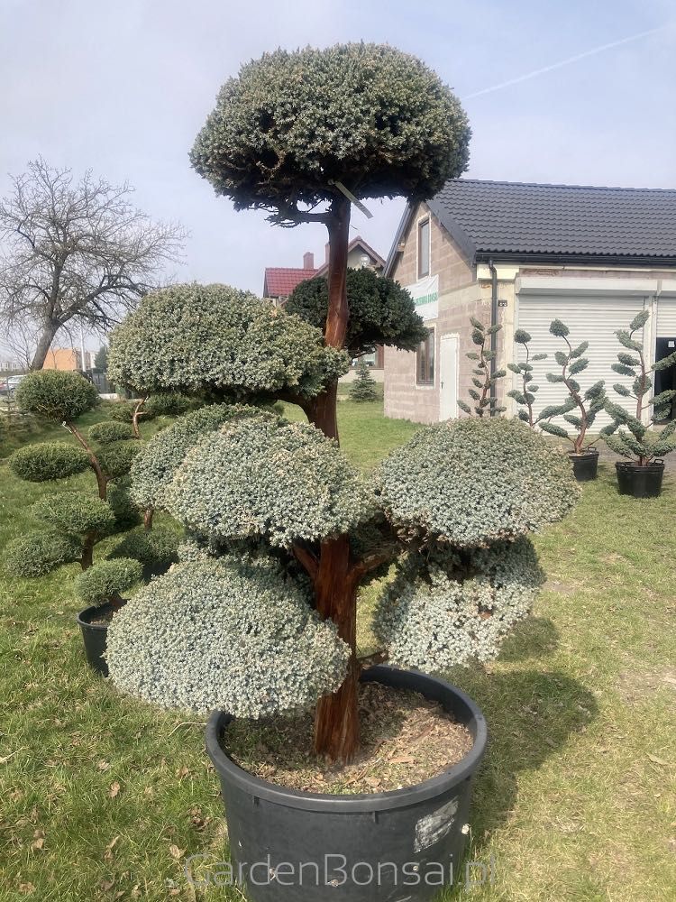 Bonsai - Juniperus squamata "MEYERI"-180 cm-Duże kule