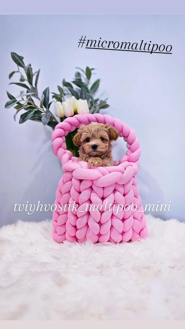 Maltipoo Teddy справжні мікро дітки.