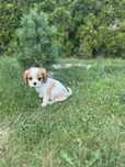 Cavalier King Cgarles Spaniel
