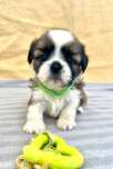 Śliczny piesek Shih Tzu- do odbioru od 17.07.2025r.