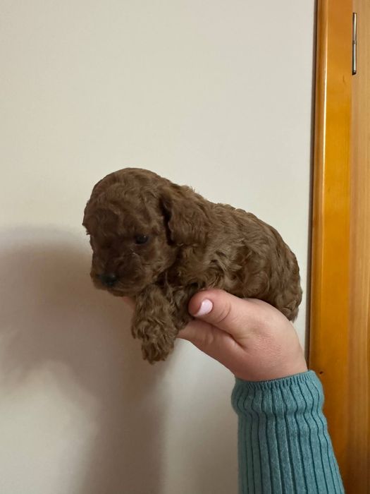 Той пудель Ред Браун