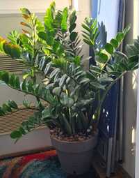 Замиокулькас - комнатное растение