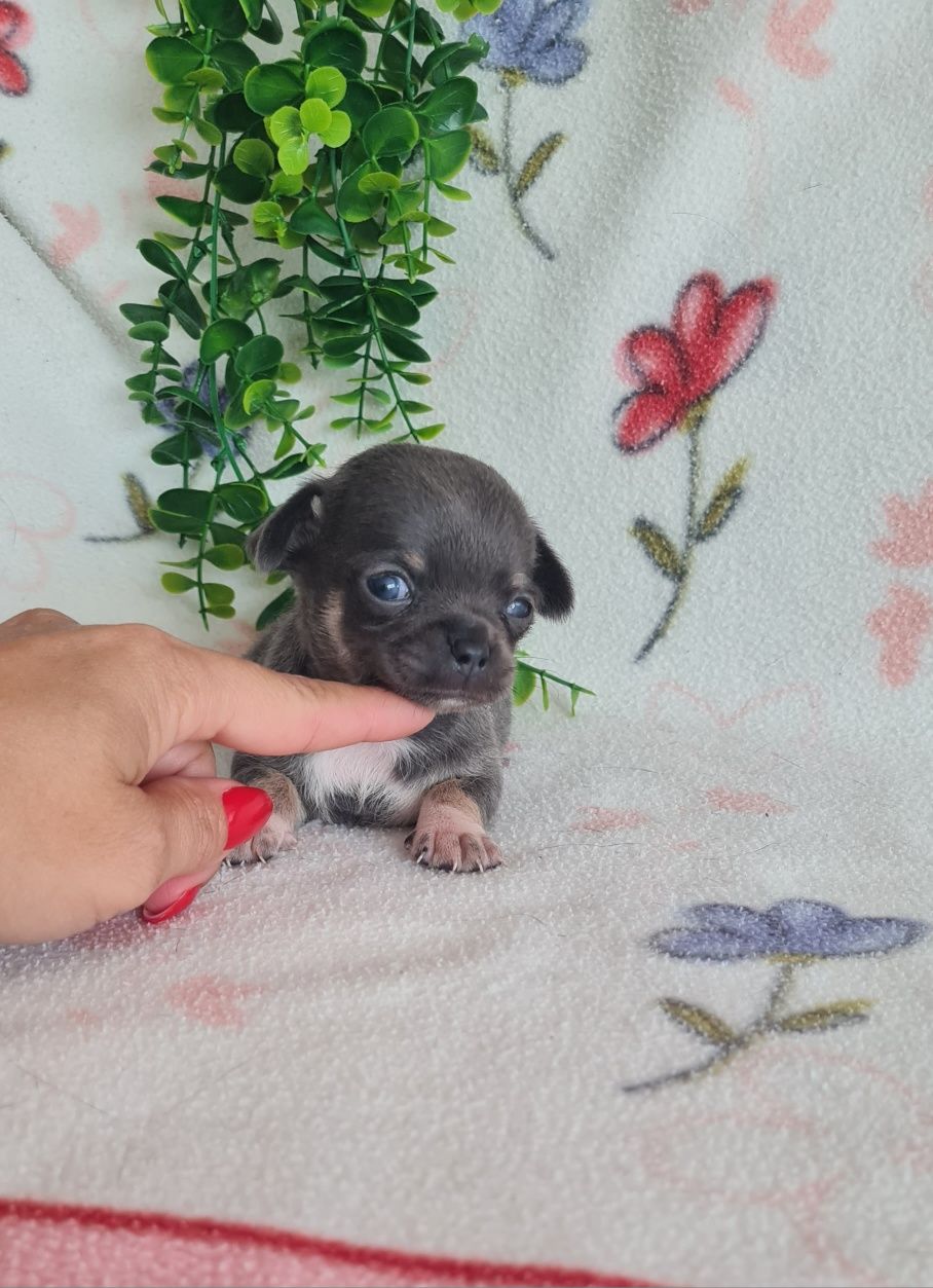 Estupenda Chihuahua de Qualidade. Linhagem Russa