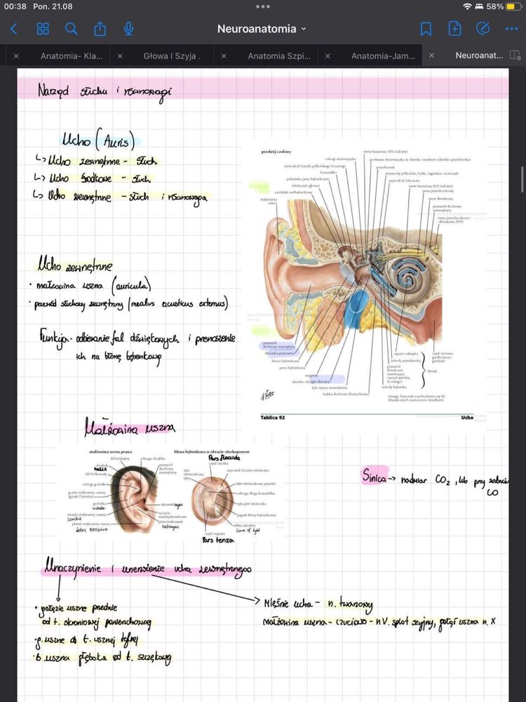 Anatomia notatki