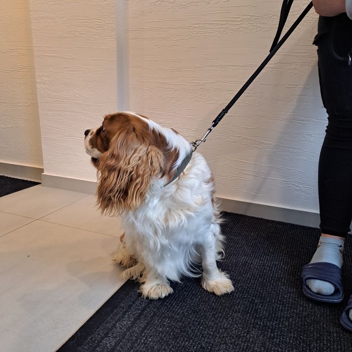 Cavalier King Charles Spaniel Pies