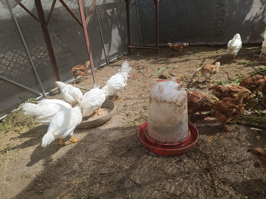 Sprzedam młode kurczęta karmazyn i leghorn