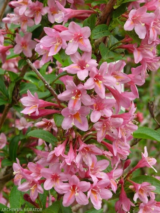 Weigela 'Styriaca'krzewuszka 2-3 pędy 40-60 4zł za szt