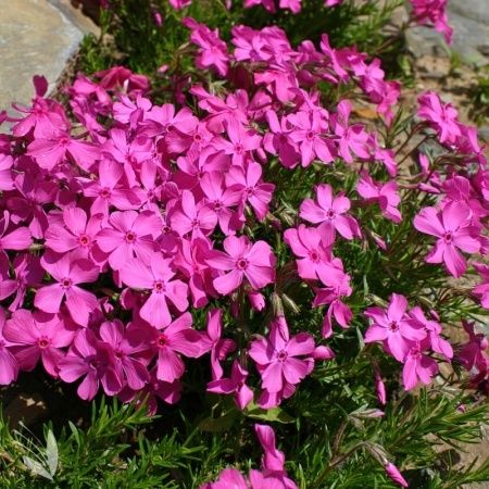 Шиловидні флокси,грунтопокривні