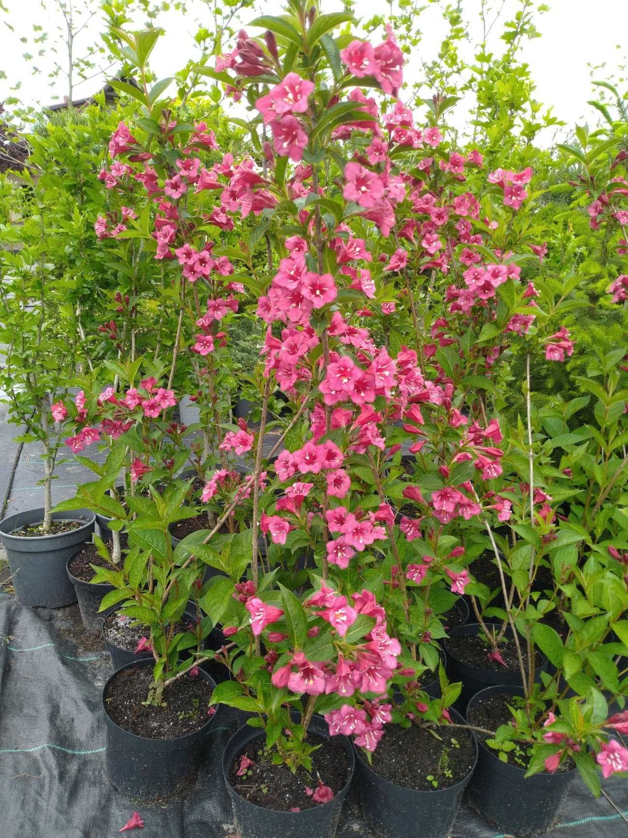 weigela krzewuszka, candida , nana purpurea, variegata, marjorie