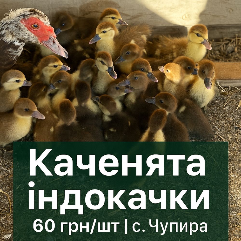 Каченята індокачки 60грн/шт