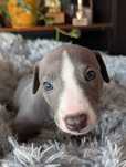 Chart angielski Whippet FCI