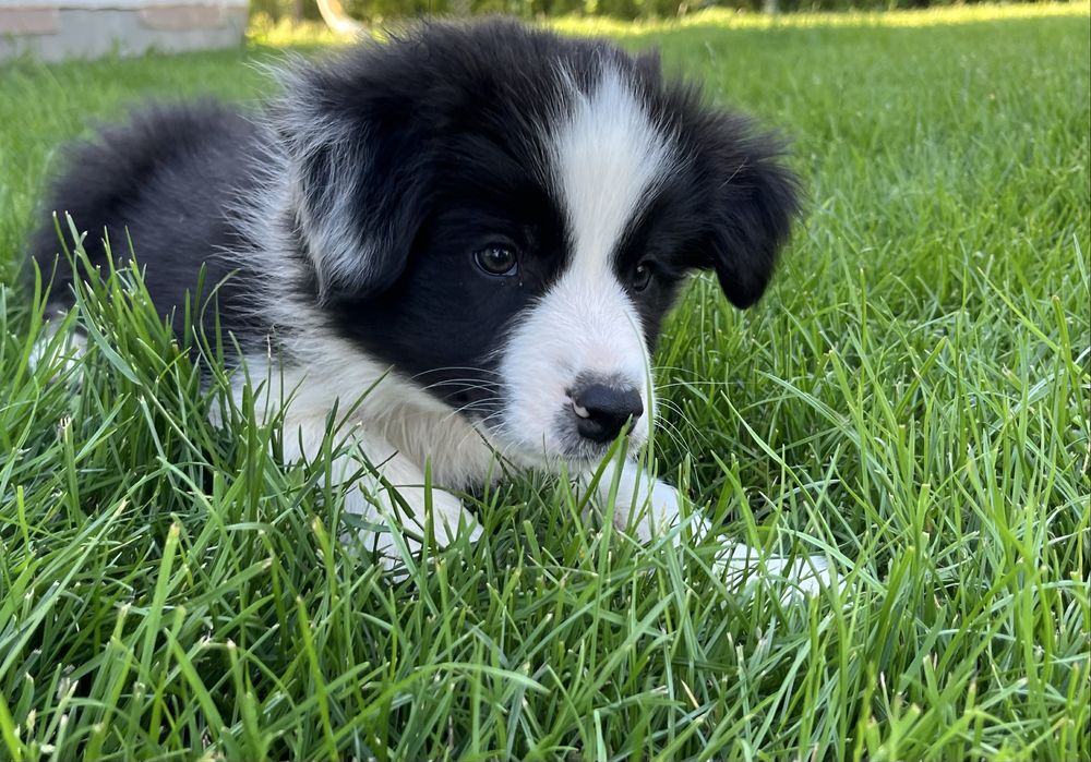 Border Collie FCI