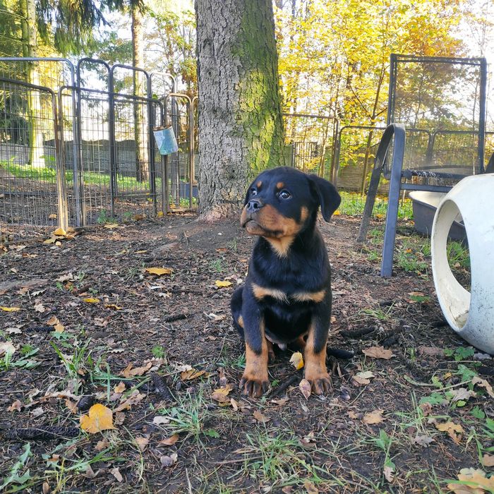 Rottweiler, śliczne szczenię FCI