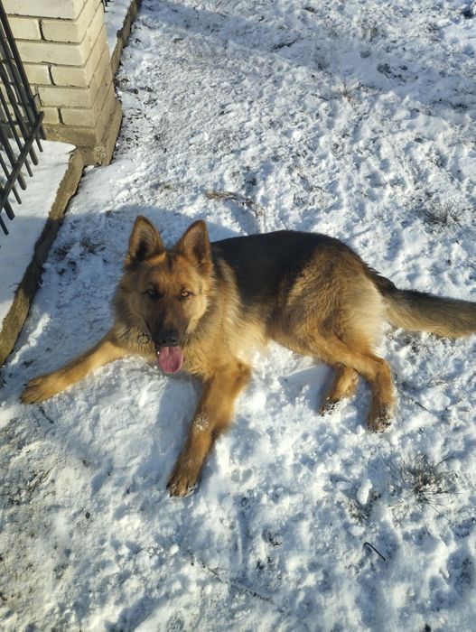 Щенята німецької вівчарки