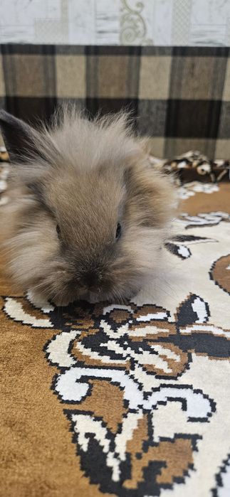 Продам декоративних кроликів