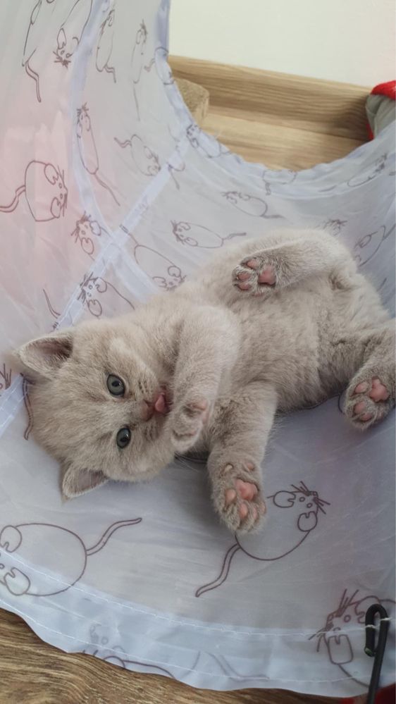 Kot brytyjski liliowy