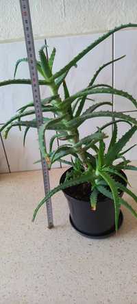 Aloes  kwiat leczniczy