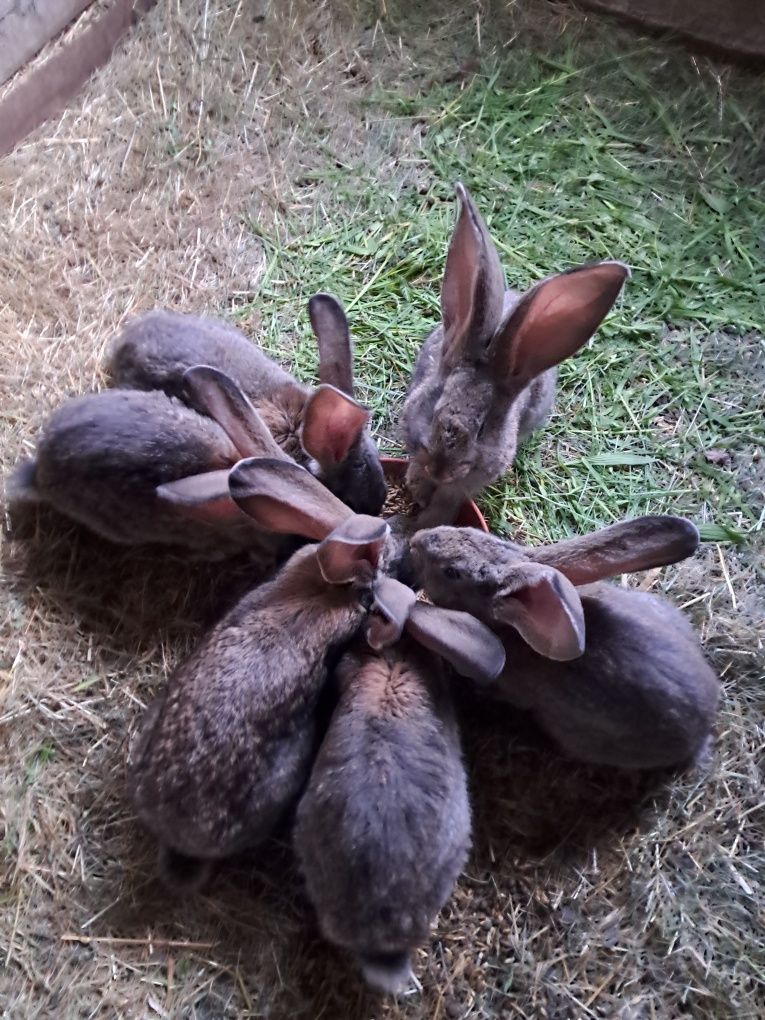 Elk.Sprzedam młode Belgi.