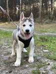 Husky – urocze szczenię z rodowodem, gotowe do odbioru
