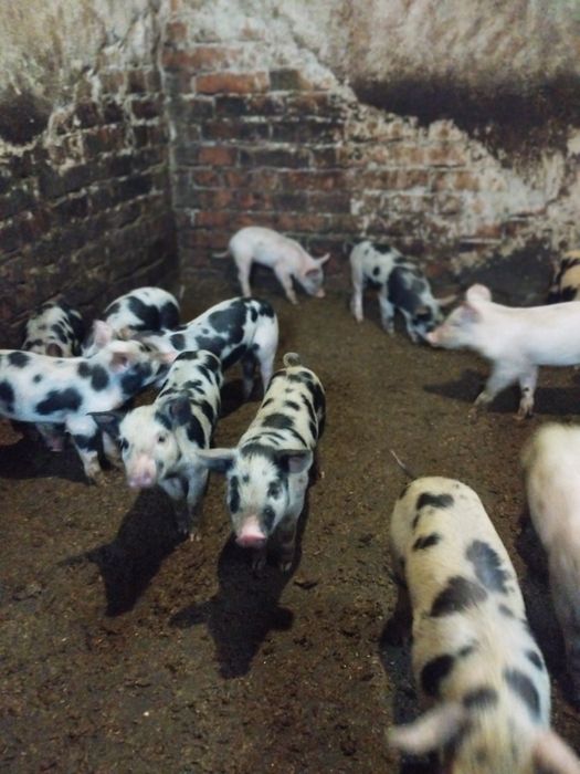 Продам поросят Петрен Дюрок