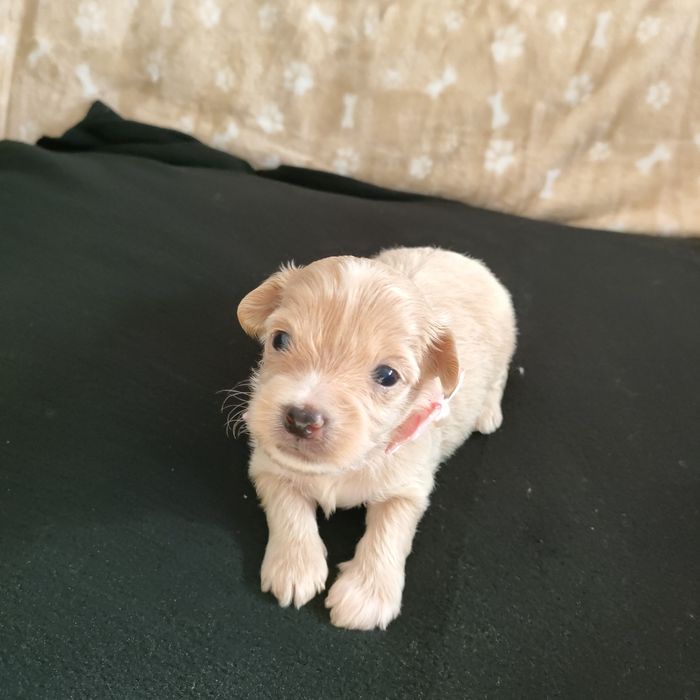 Suczka Maltipoo f1