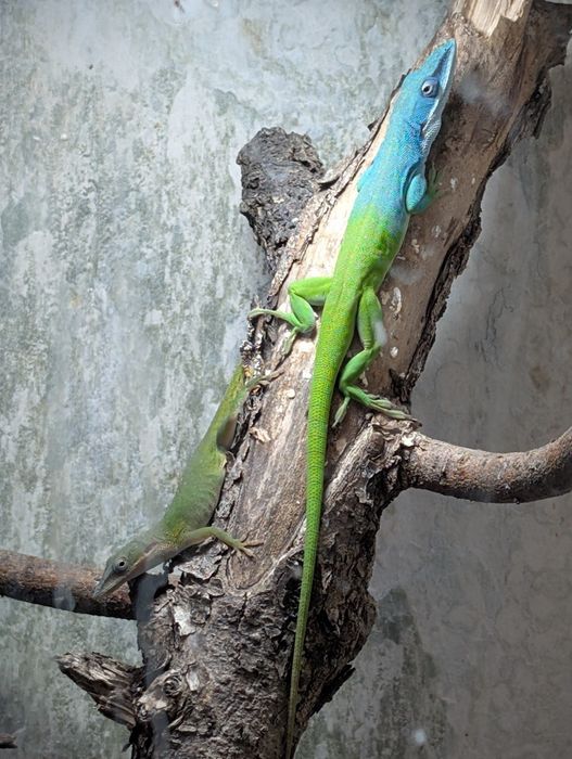 Anolis allisoni. Jaszczurka dzienna.