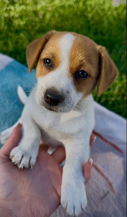 Джек Рассел тер'єр