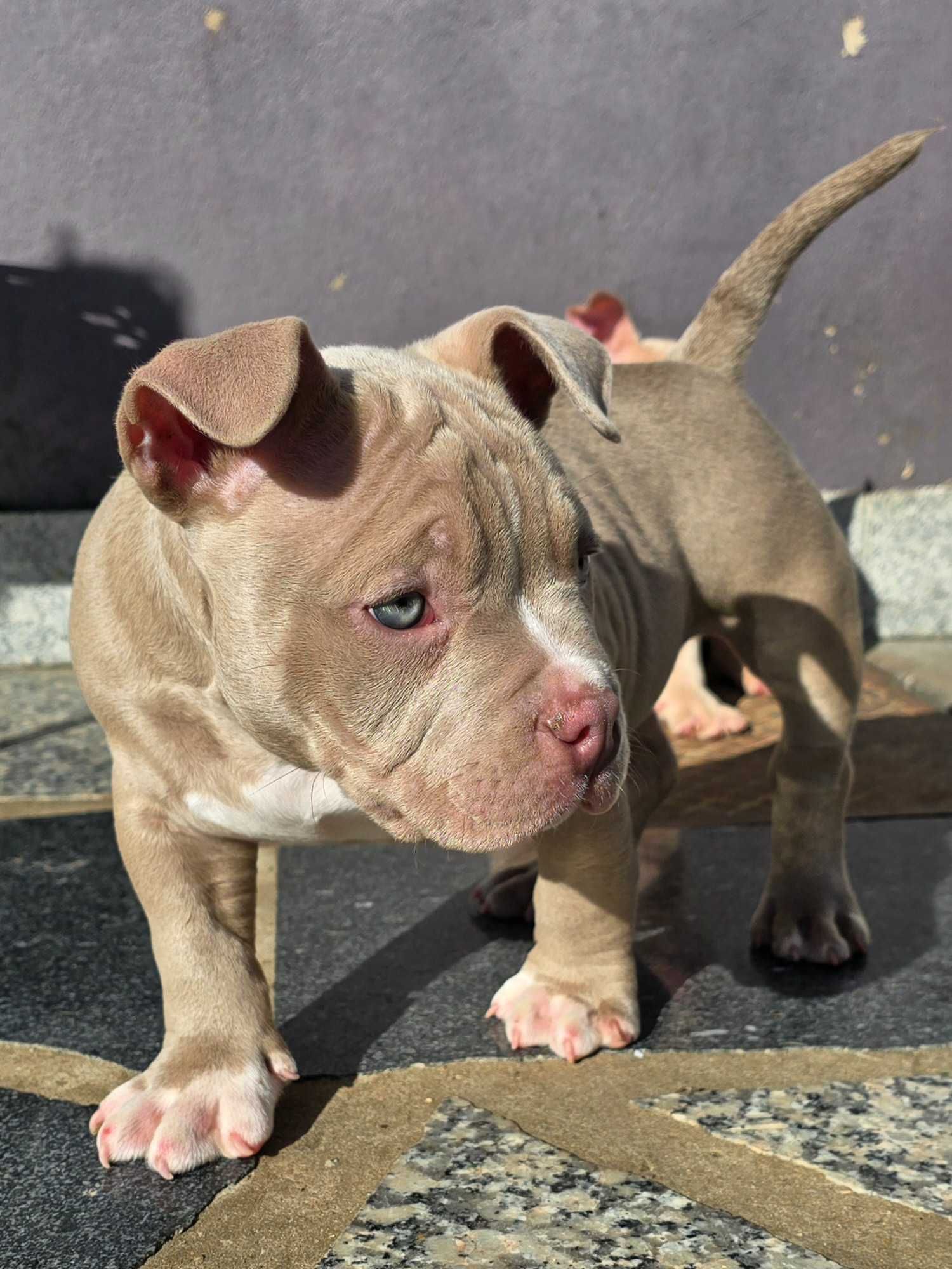 American bully pocket