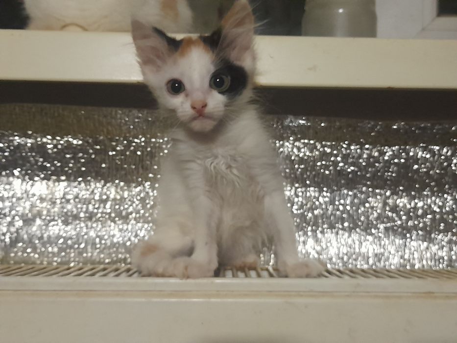 Кошенята (дівчата)