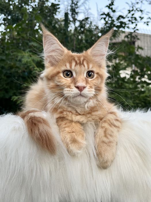 Хлопчик мейн кун
