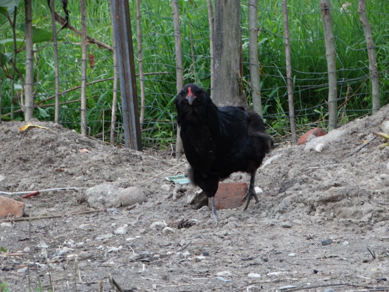 Sprzedam kurę araucana bezogoniastego