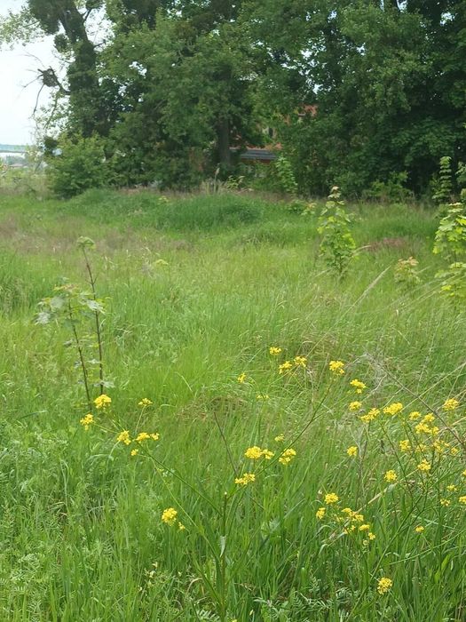 Земельна ділянка 10 соток у селі Шевченкове (Білогородка)