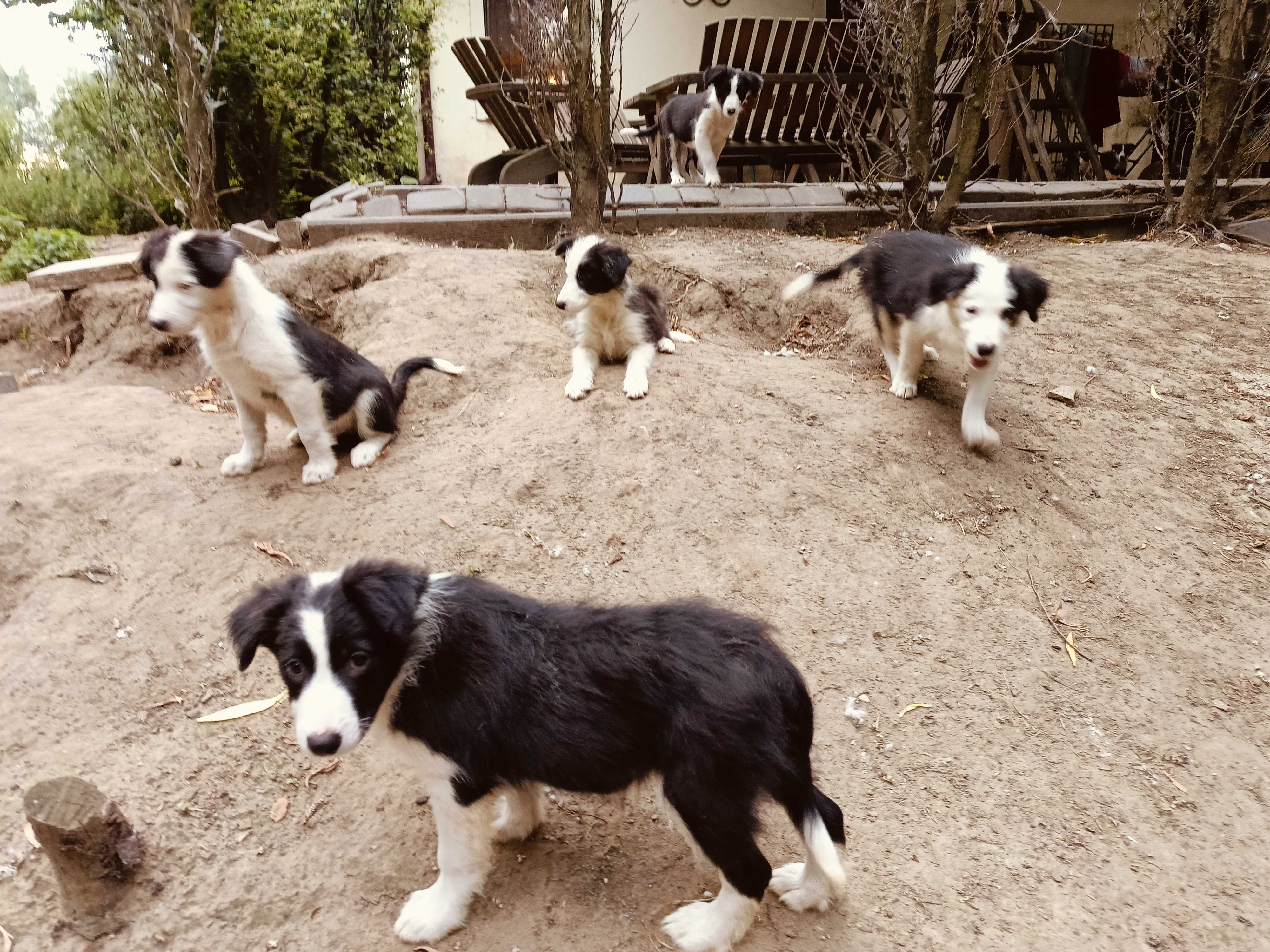 Border collie samiec