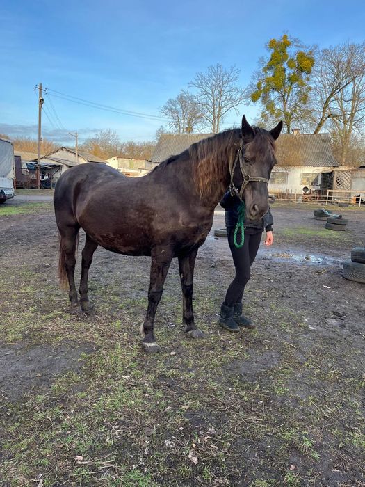 Універсальна кобила