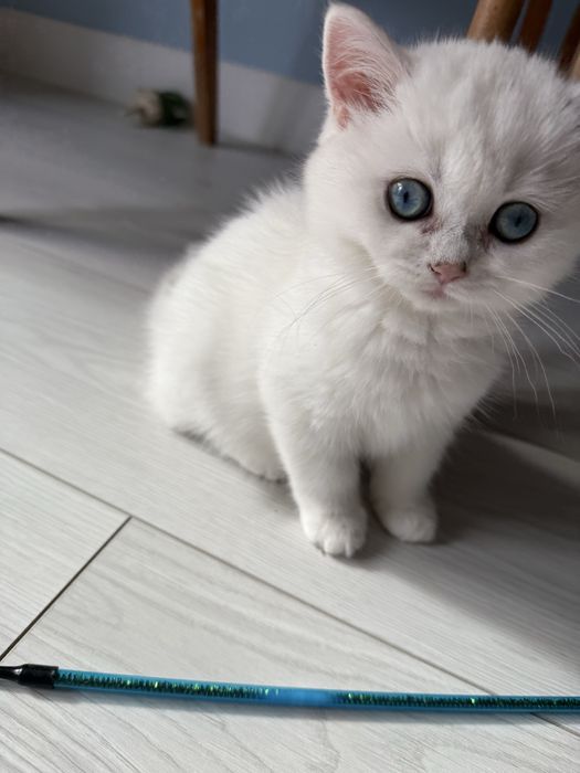 Kotka brytyjska point FPL