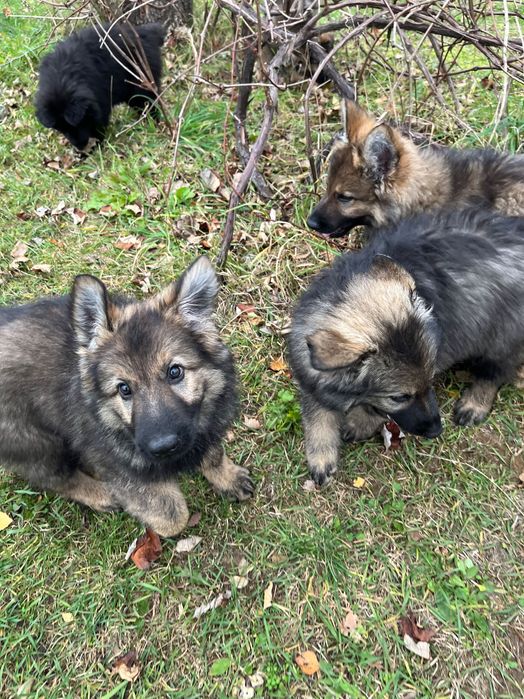 Owczarek Staroniemiecki