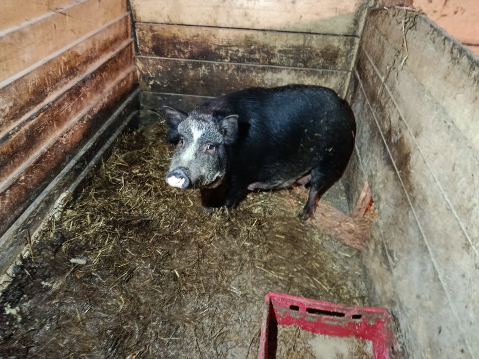 Świnki wietnamskie/swiniodzik młode z matką lub bez