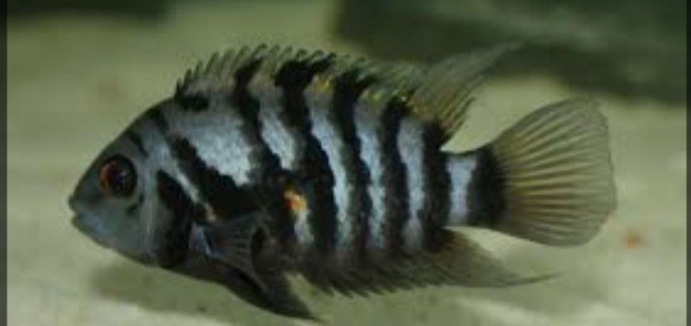 Чернополосая Цихлазома