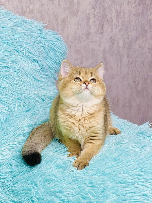 Британська золота шиншилла