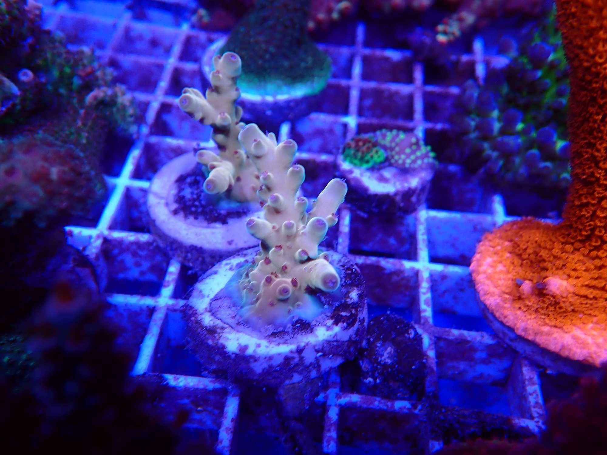 Acropora lokani koralowiec SPS