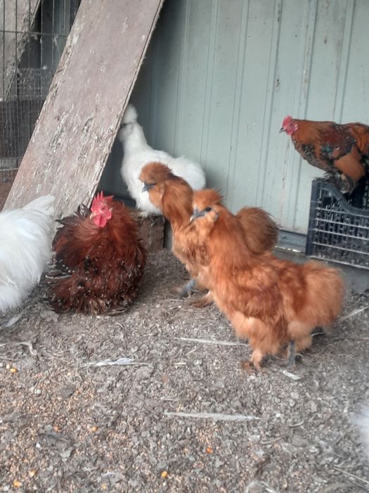 Silki koguty czerwone