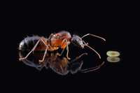 Camponotus barbaricus Q +3-5w