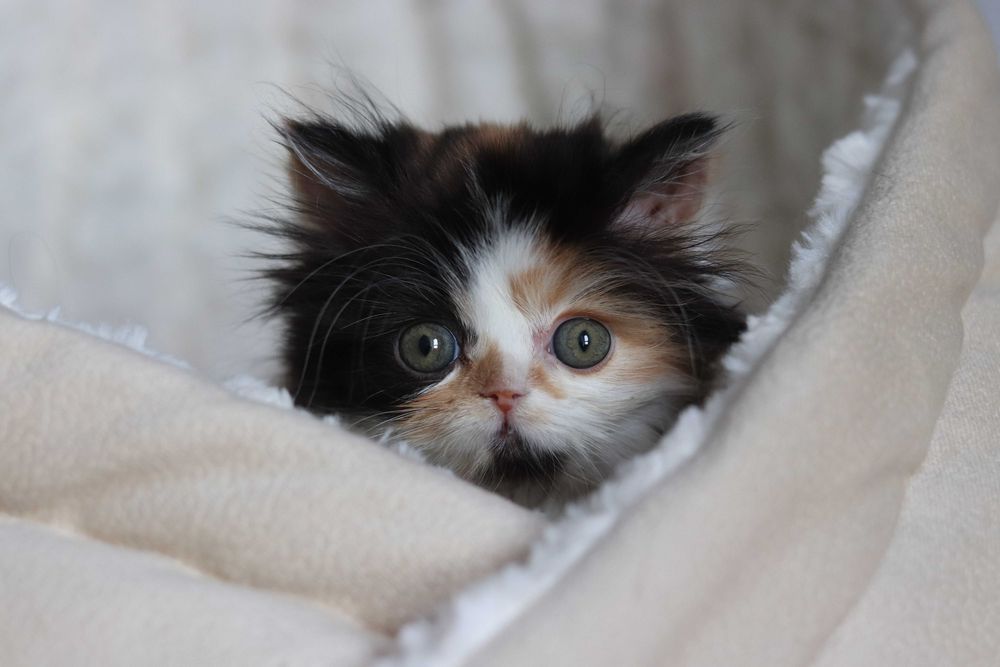 Szkocki zwisłouchy prostouchy Scottish fold straight WCF