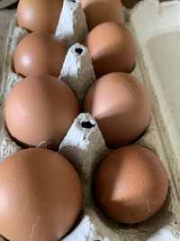 Інкубаційні яйця