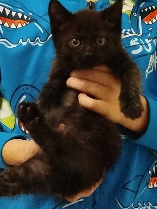 Котик (хлопчик) безкоштовно