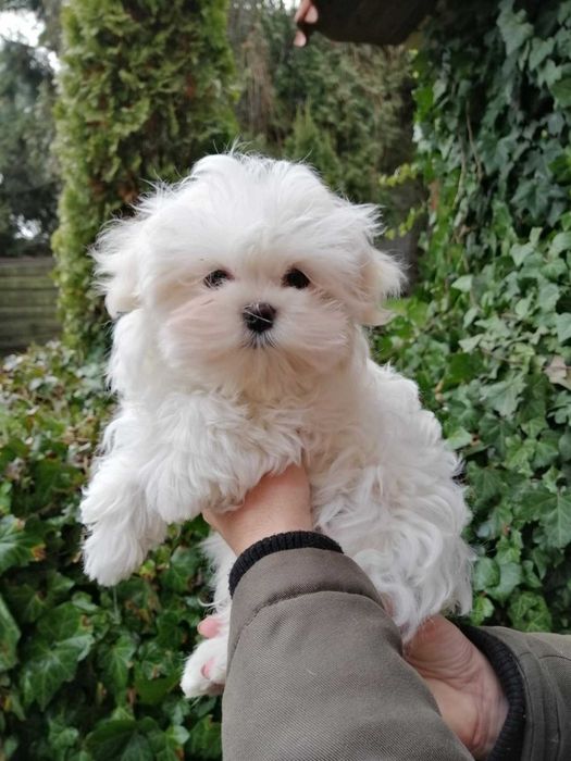 Maltańczyk- wyjątkowa  suczka - FCI